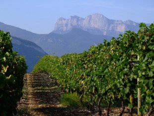 Sentier des Vignes à Vercheny-le-Haut cépage muscat à petits grains blancs avant la récolte en septembre