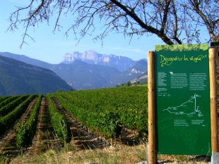 Sentier des Vignes à Vercheny-le-Haut