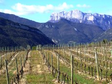 clairette die à Vercheny-le-Haut