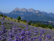 lavandes d'altitude à 1.220m