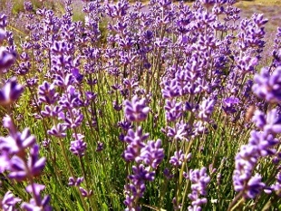 lavandes d'altitude au Sommet de la Plaine à Rimon-et-Savel