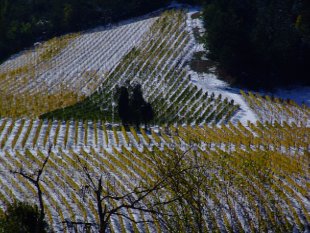 vignes à Espenel au début de l'hiver