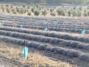 plantation d'une truffière entre des lavandes entre Grignan et Taulignan