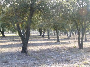 truffière en exploitation entre Grignan et Taulignan