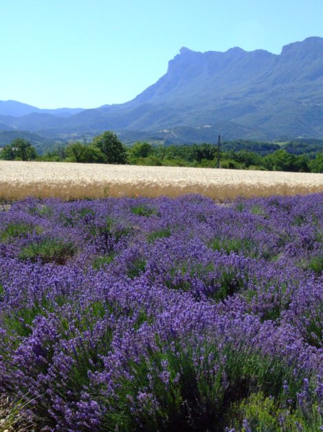 lavandes en Val de Drôme à Piégros-La Clastre sous les falaises de la Forêt de Saoû