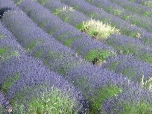 lavandes à Rochefourchat plus petite commune de France