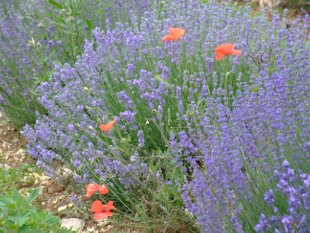 lavandes à Brette vallée de la Roanne